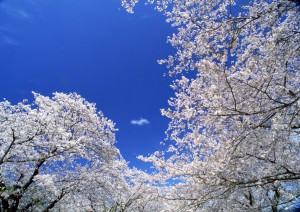 イメージ写真14