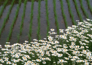 イメージ写真13