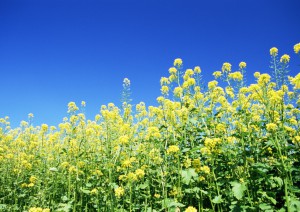 イメージ写真10