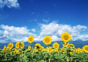 イメージ写真08